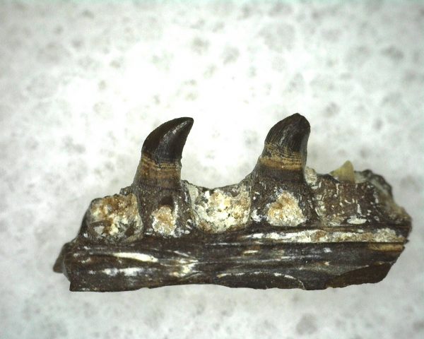 Mycterosaurus longiceps Jaw Section #5 - Image 2