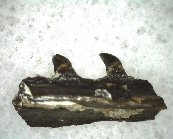 Mycterosaurus longiceps Jaw Section #5 - Image 3