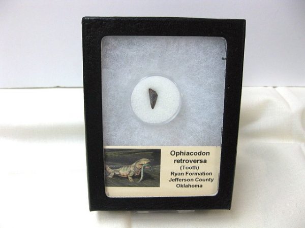 Ophiacodon Reptile Tooth #6