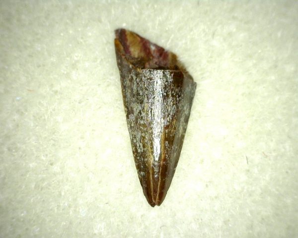 Ophiacodon Reptile Tooth #6 - Image 2