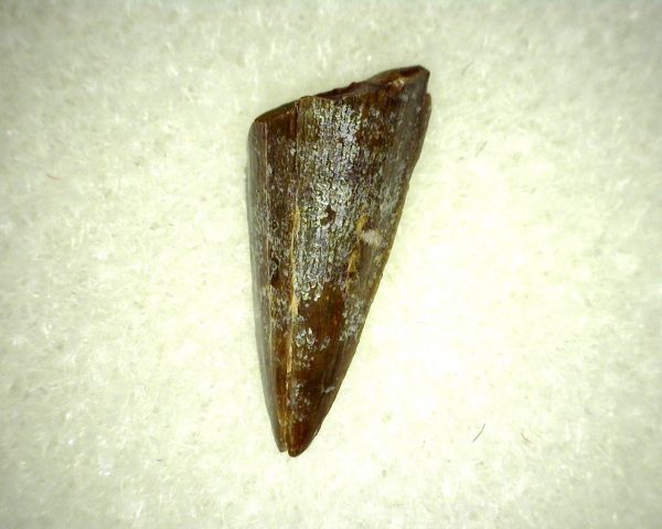 Ophiacodon Reptile Tooth #6 - Image 3