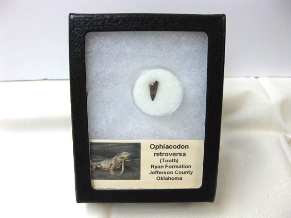 Ophiacodon Reptile Tooth #8