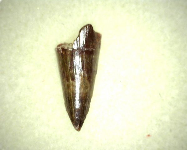 Ophiacodon Reptile Tooth #8 - Image 2