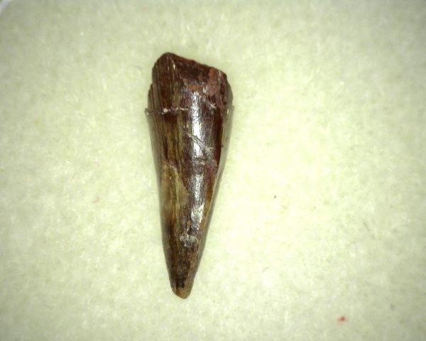 Ophiacodon Reptile Tooth #8 - Image 3