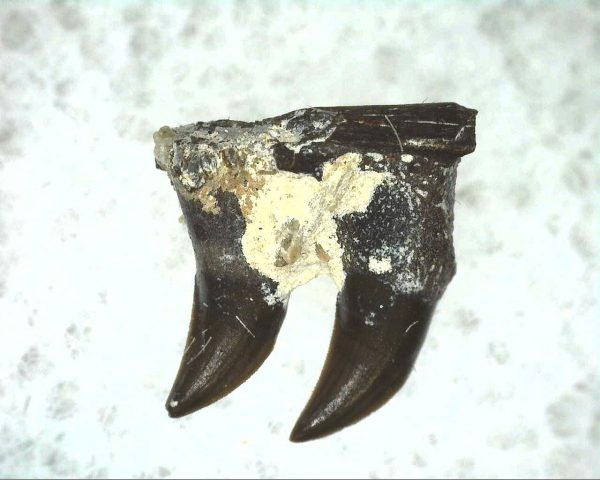 Thrausmosaurus Jaw Section #16 - Image 3