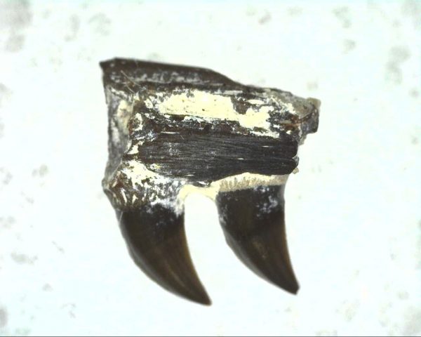 Thrausmosaurus Jaw Section #16 - Image 2