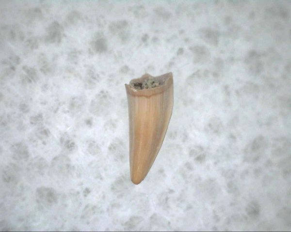 Thrausmosaurus Tooth #18 - Image 2