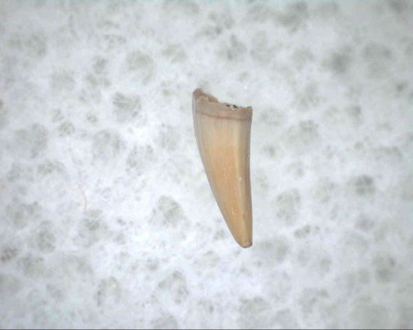 Thrausmosaurus Tooth #18 - Image 3