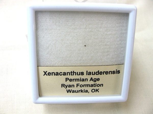 Xenacanthus Permian Shark Tooth #1