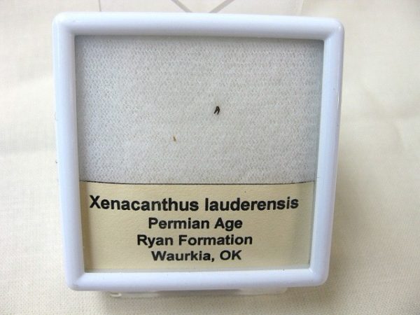 Xenacanthus Permian Shark Tooth #4