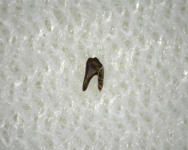 Xenacanthus Permian Shark Tooth #4 - Image 3