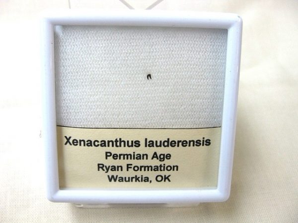 Xenacanthus Permian Shark Tooth #5