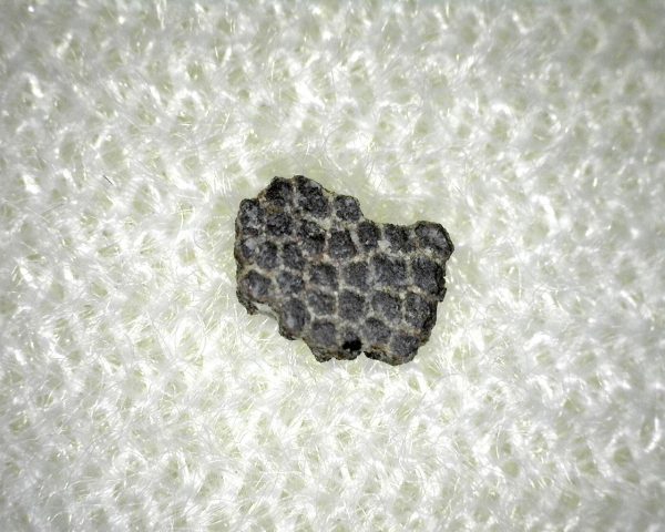 Genuine Permian Shark Skin Ossicle For Sale #2a