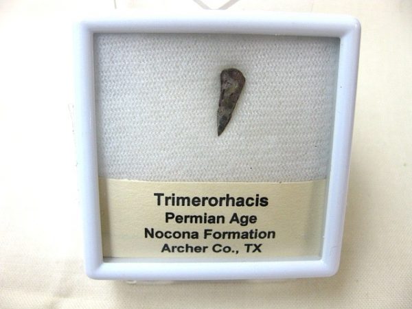 Genuine Fossil Trimerorhacis Amphibian Bone from Texas for Sale #1