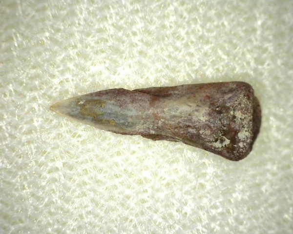 Genuine Fossil Trimerorhacis Amphibian Bone from Texas for Sale #1b