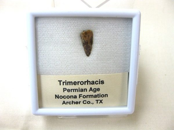 Genuine Fossil Trimerorhacis Amphibian Bone from Texas for Sale #2