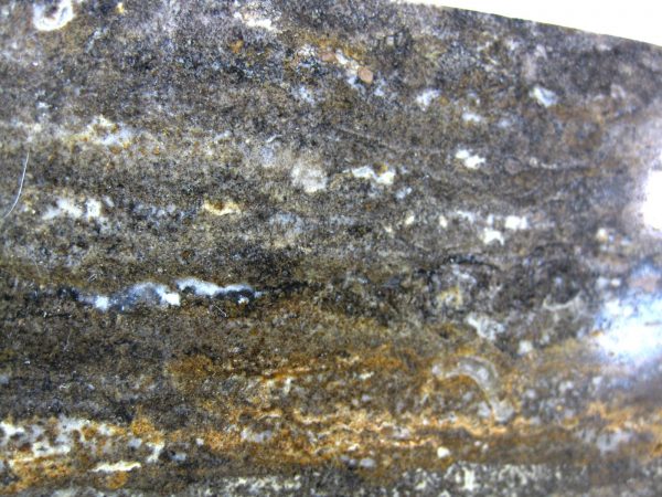 Peru Stromatolite #24 - Image 2