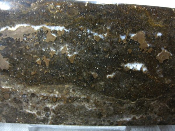 Peru Stromatolite #2 - Image 2