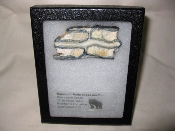 Woolly Mammoth Large Tooth Cross-Section #10