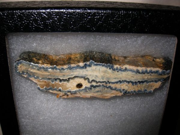 Woolly Mammoth Tooth Cross-Section #18 - Image 2