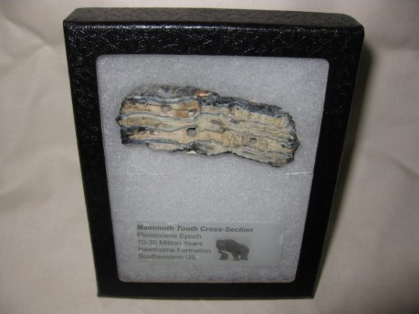 Woolly Mammoth Tooth Cross-Section #20