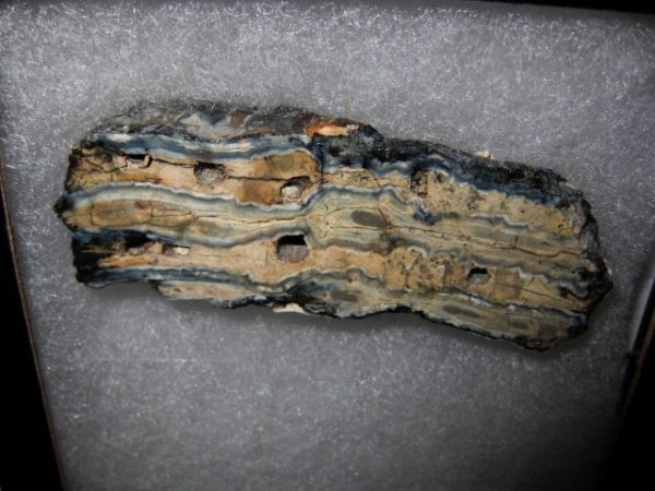 Woolly Mammoth Tooth Cross-Section #20 - Image 2