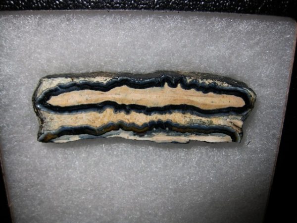 Woolly Mammoth Tooth Cross-Section #6 - Image 2