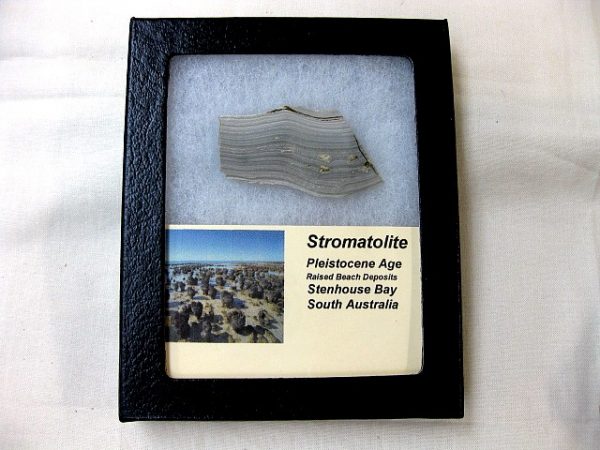 Australia Pleistocene Stromatolite #1