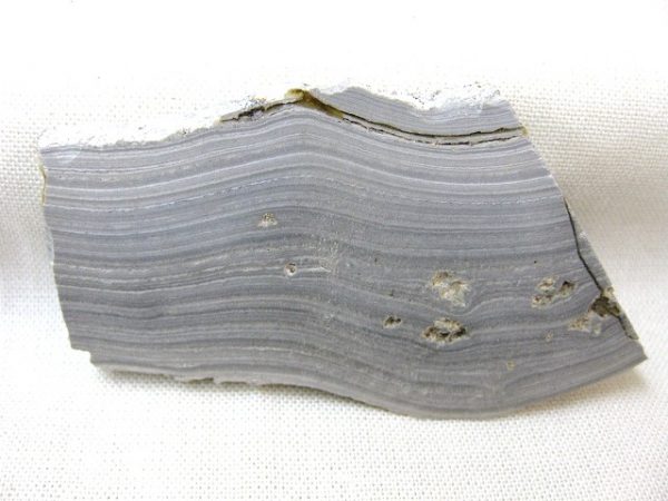 Australia Pleistocene Stromatolite #1 - Image 2