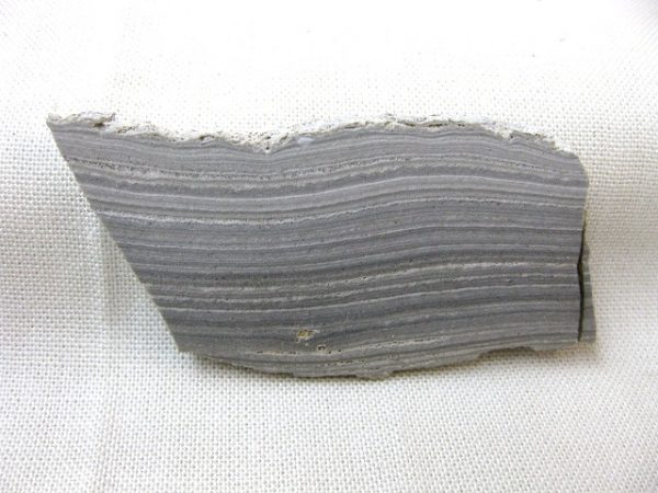 Australia Pleistocene Stromatolite #2 - Image 2