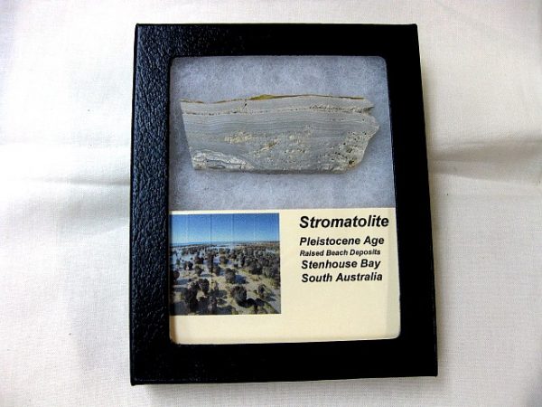 Australia Pleistocene Stromatolite #3