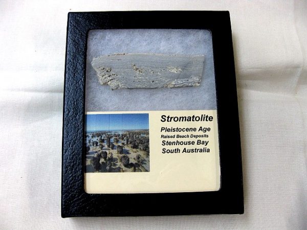 Australia Pleistocene Stromatolite #4