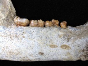 Genuine Pleistocene Age Romanian Cave Bear Jaw Fossil For Sale #2f