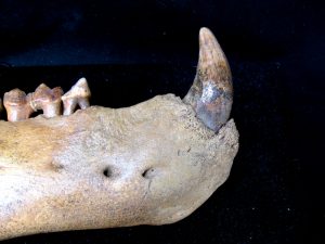 Genuine Pleistocene Age Romanian Cave Bear Jaw Fossil For Sale #3a