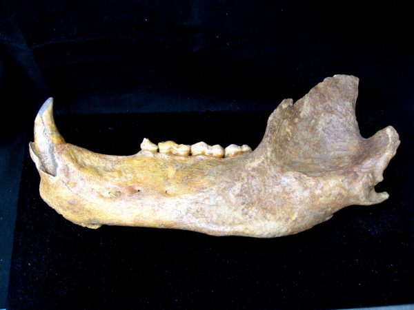 Genuine Pleistocene Age Romanian Cave Bear Jaw Fossil For Sale #4