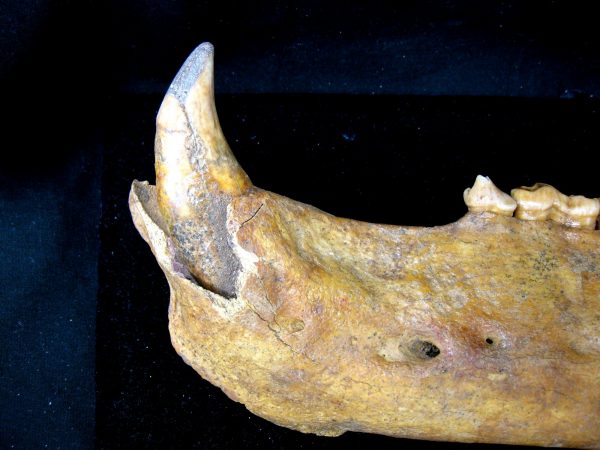 Genuine Pleistocene Age Romanian Cave Bear Jaw Fossil For Sale #4a