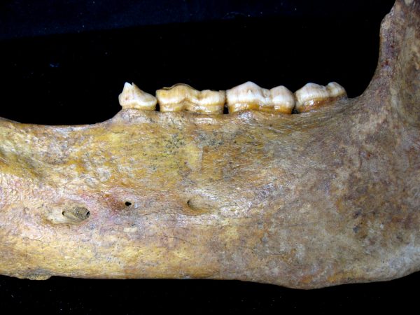 Genuine Pleistocene Age Romanian Cave Bear Jaw Fossil For Sale #4b