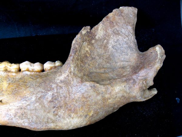 Genuine Pleistocene Age Romanian Cave Bear Jaw Fossil For Sale #4c