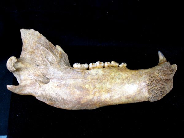 Genuine Pleistocene Age Romanian Cave Bear Jaw Fossil For Sale #4d