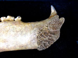 Genuine Pleistocene Age Romanian Cave Bear Jaw Fossil For Sale #4e