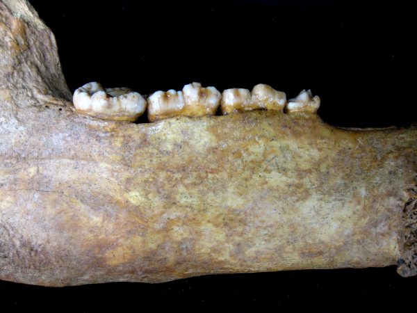 Genuine Pleistocene Age Romanian Cave Bear Jaw Fossil For Sale #4f