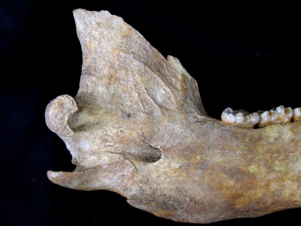 Genuine Pleistocene Age Romanian Cave Bear Jaw Fossil For Sale #4g