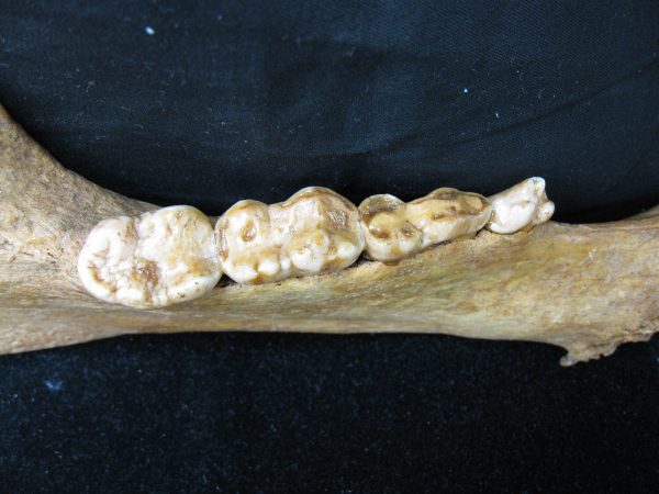 Genuine Pleistocene Age Romanian Cave Bear Jaw Fossil For Sale #4h