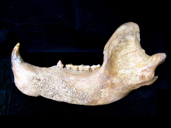 Genuine Pleistocene Age Romanian Cave Bear Jaw Fossil For Sale #5