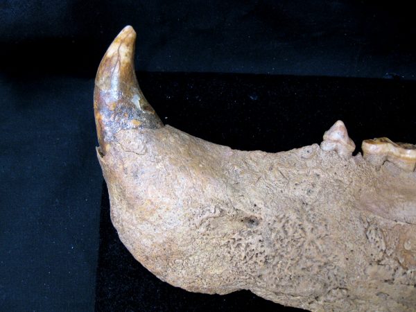 Genuine Pleistocene Age Romanian Cave Bear Jaw Fossil For Sale #5a