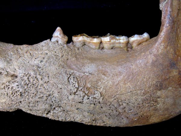 Genuine Pleistocene Age Romanian Cave Bear Jaw Fossil For Sale #5b