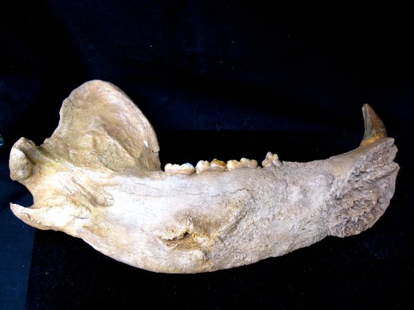 Genuine Pleistocene Age Romanian Cave Bear Jaw Fossil For Sale #5d