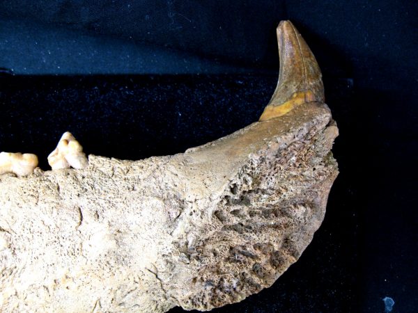 Genuine Pleistocene Age Romanian Cave Bear Jaw Fossil For Sale #5e