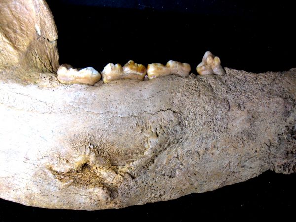 Genuine Pleistocene Age Romanian Cave Bear Jaw Fossil For Sale #5f