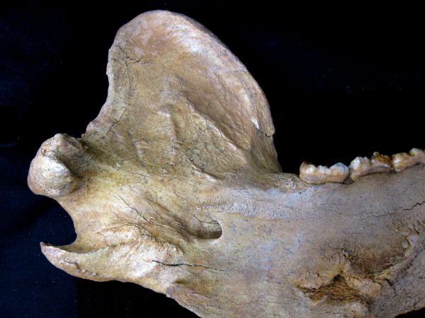 Genuine Pleistocene Age Romanian Cave Bear Jaw Fossil For Sale #5g